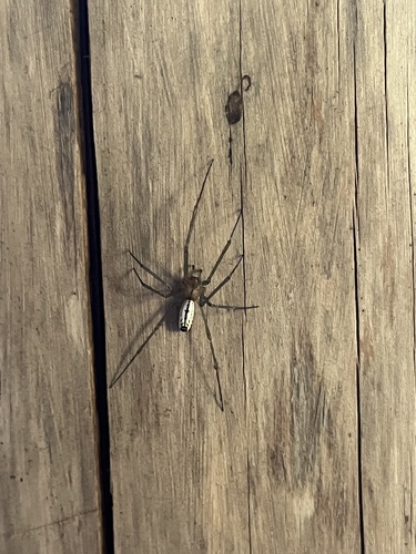 iNaturalist observation photo of Sierra Dome Spider