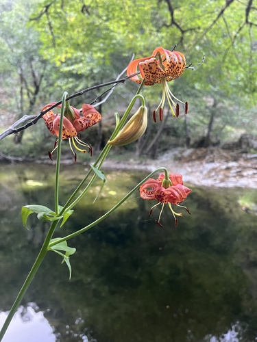 iNaturalist observation photo of Leopard Lily