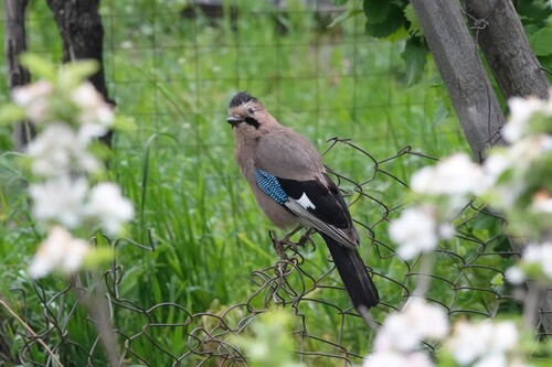Caucasian Jay