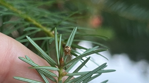 iNaturalist observation photo of Angulate and Roundshouldered Orbweavers