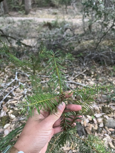 iNaturalist observation photo of Douglas-fir