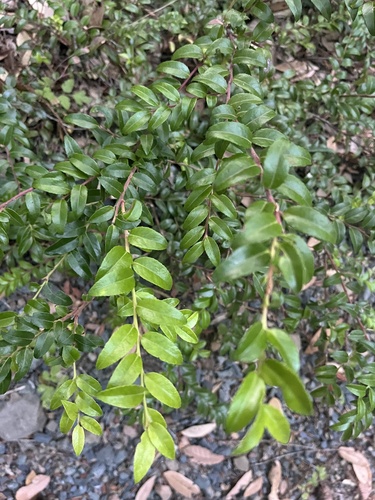 iNaturalist observation photo of Evergreen Huckleberry