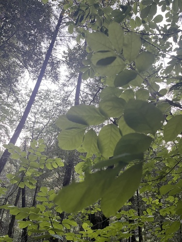 iNaturalist observation photo of Oregon Ash