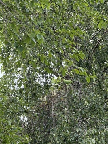 Rose-ringed Parakeet