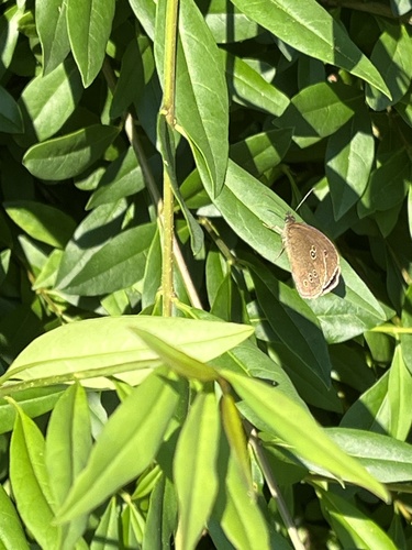 Ringlet