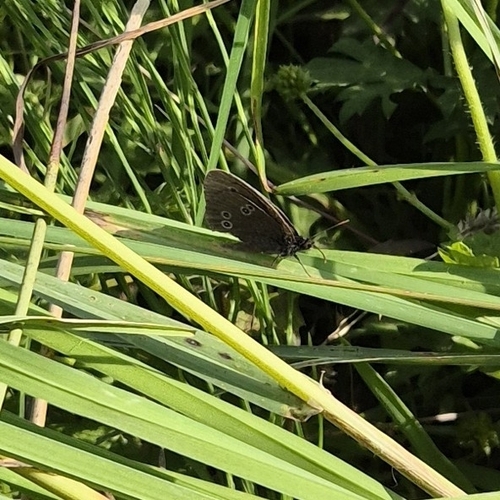 Ringlet