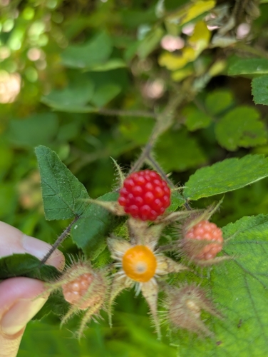 wineberry