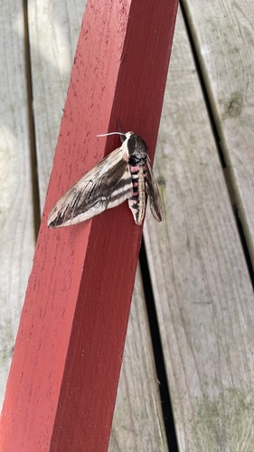Privet Hawkmoth