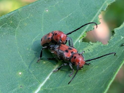 Red Milkweed Beetle