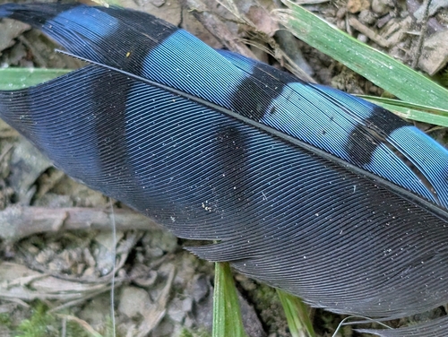 Blue Jay