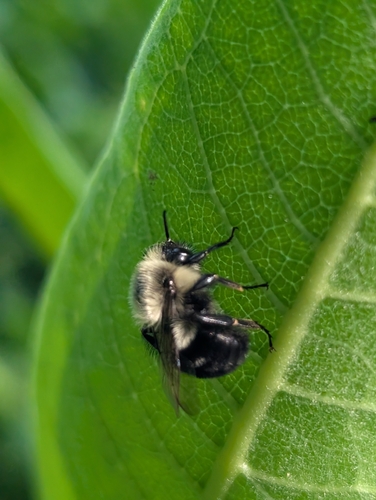 Common Eastern Bumble Bee