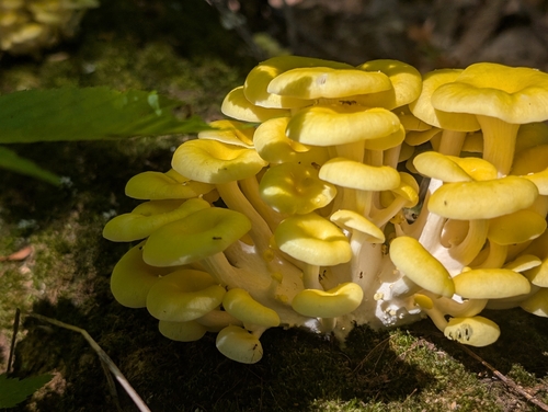 Golden Oyster Mushroom