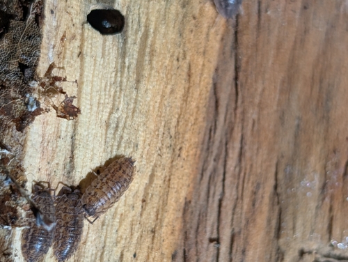 Rathke's Woodlouse