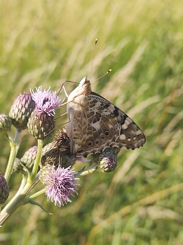 Painted Lady