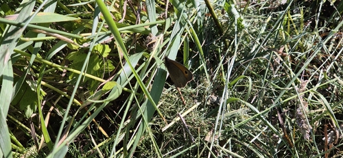 Meadow Brown