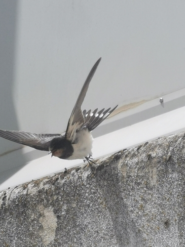 Barn Swallow