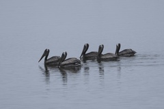 California Brown Pelican
