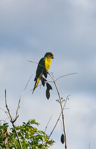 Peach-fronted Parakeet