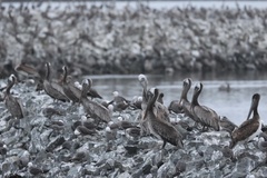 California Brown Pelican
