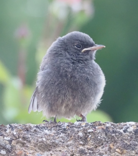 Black Redstart