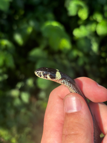 grass snake