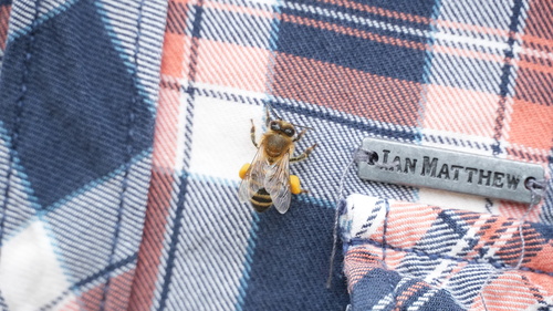 Western Honey Bee