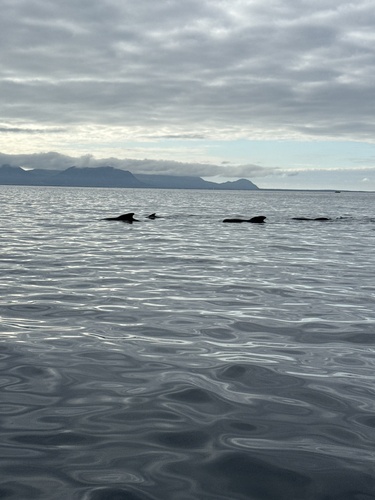 Long-finned Pilot Whale
