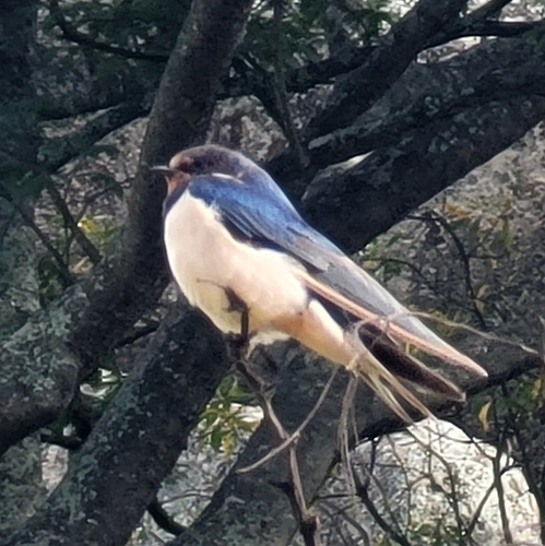 Barn Swallow