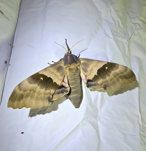 Modest Sphinx