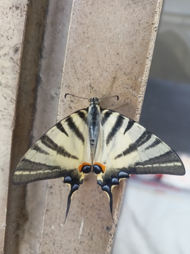 Scarce Swallowtail