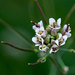 Thelypodiopsis shinnersii - Photo (c) Arnulfo Moreno-Valdez, todos los derechos reservados, subido por Arnulfo Moreno-Valdez