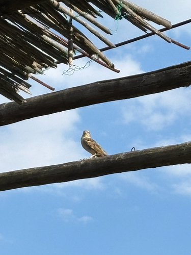 Italian Sparrow