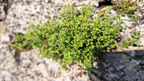 wall-rue