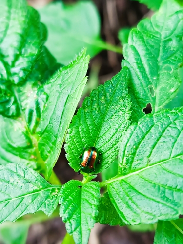Dead-nettle Leaf Beetle
