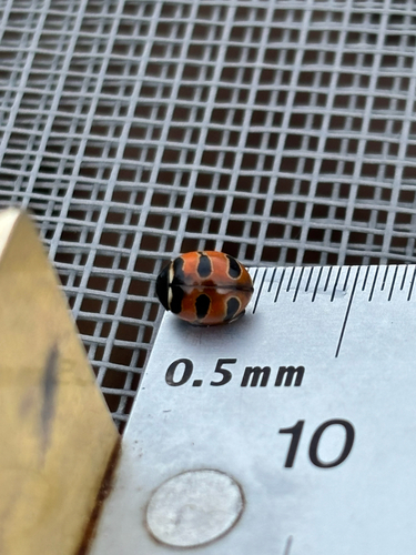 Three-banded Lady Beetle