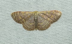 Image of Leptostales pannaria