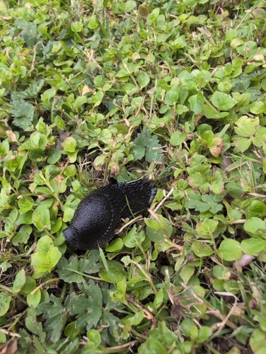 Black Slug