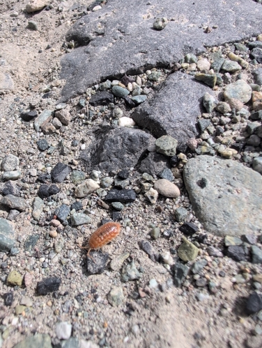 Common Shiny Woodlouse