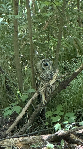 Barred Owl