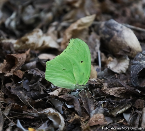 Yellow Angled-Sulphur (Anteos maerula)