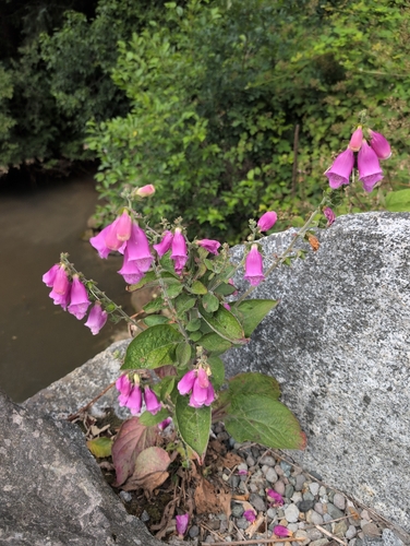 purple foxglove