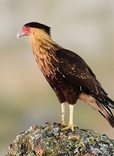 Crested Caracara (Caracara plancus)