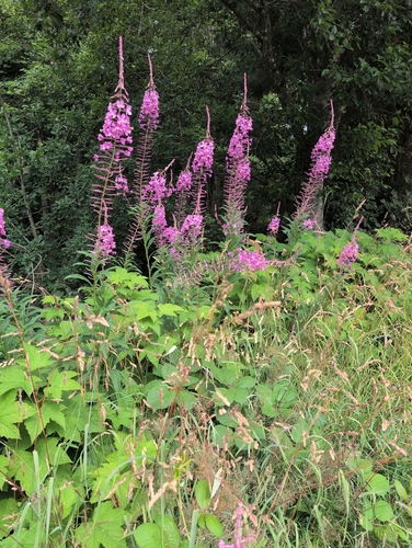 fireweed