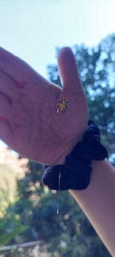 Common Kitespider