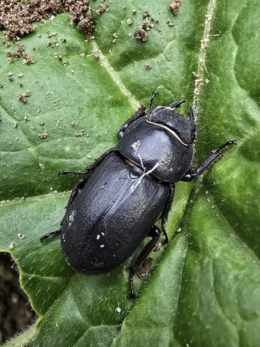 Lesser Stag Beetle