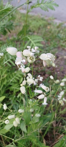 bladder campion