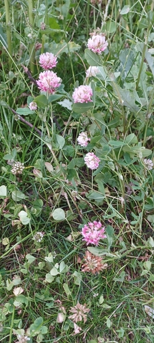 Alsike clover