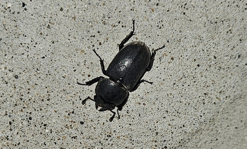 Lesser Stag Beetle