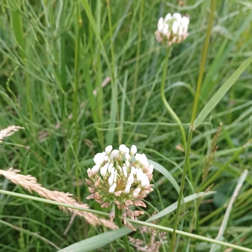 white clover