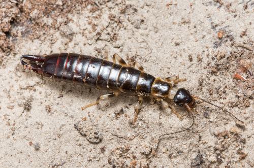 Ring-legged Earwig
